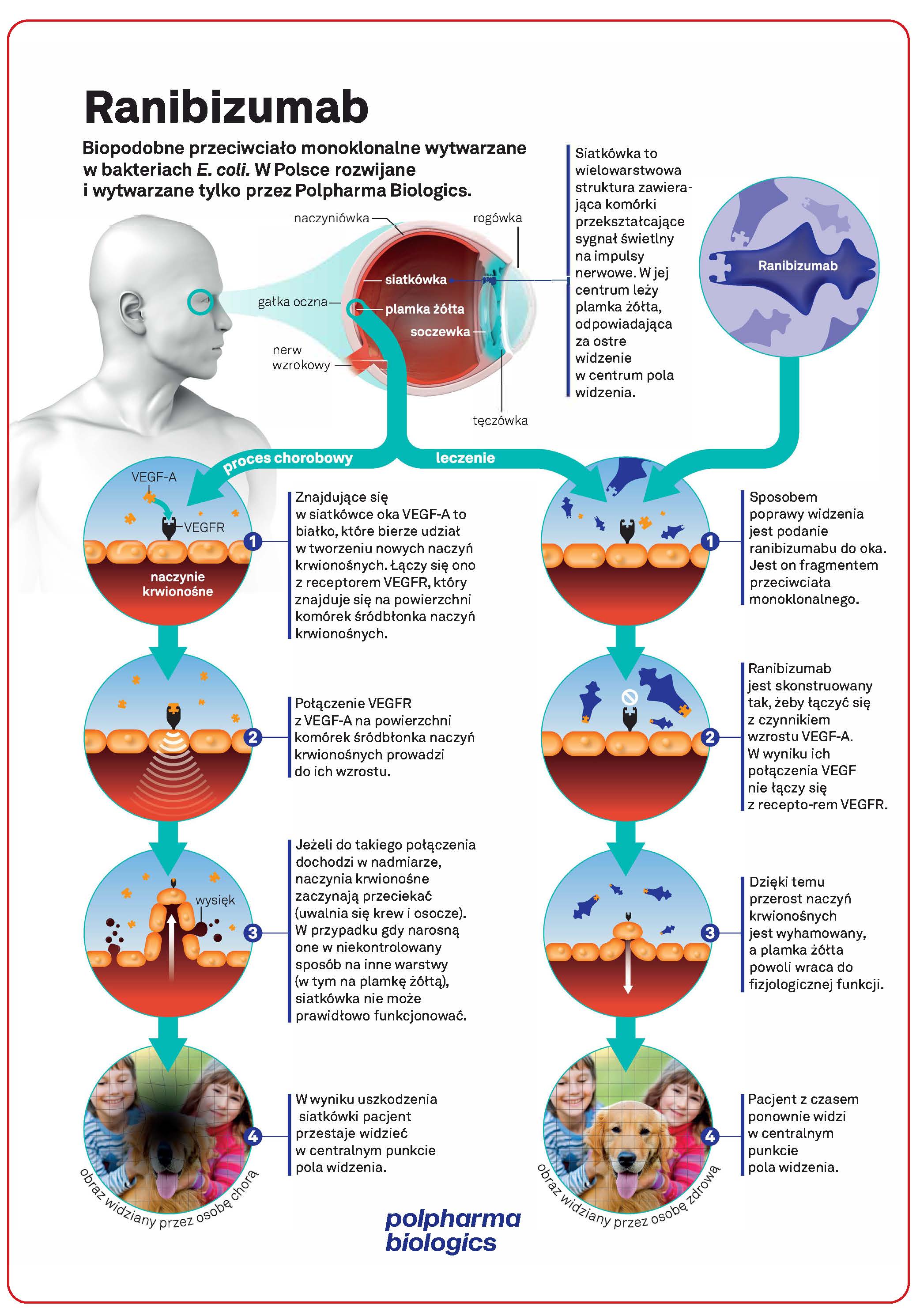 raport-polpharma-biologicsgraf3